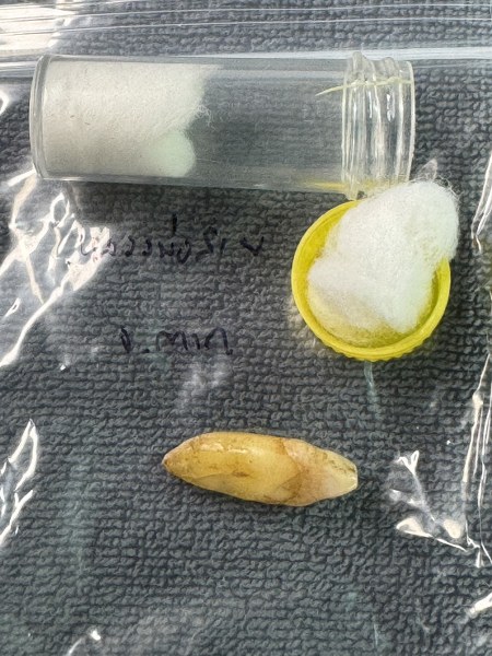 พระทันตธาตุ หลวงพ่อสาย วัดท่าไม้แดง จ.ตาก ผมได้พระทันตธาตุครูบาต่าง ๆ มาจากคุณปู่เสน่ห์ อายุ 83 ปี อดีตรับราชการครู เป็นครู และเป็น ผ.อ. ในโรงเรียนหลายจังหวัดในภาคเหนือ ปลดเกษียณมาแล้ว 23 ปี (บันทึก 2567) ปัจจุบันนี้ปู่เสน่ห์ะทำ resort จังหวัดแพร่