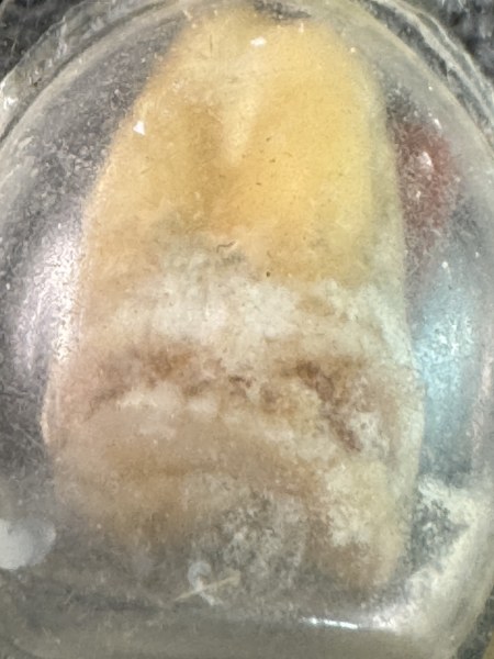 พระทันตธาตุ ครูบาสุข วัดโพธิบุปผาราม จ.แพร่ ผมได้พระทันตธาตุครูบาต่าง ๆ มาจากคุณปู่เสน่ห์ อายุ 83 ปี อดีตรับราชการครู เป็นครู และเป็น ผ.อ. ในโรงเรียนหลายจังหวัดในภาคเหนือตอนล่าง และตอนบน ปลดเกษียณมาแล้ว 23 ปี (บันทึก พ.ศ. 2567)