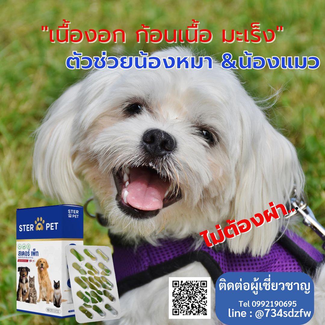 เซตแนะนำ (ชุด 1 เดือน) สเตอร์ เพ็ท Ster Pet เนื้องอกหมาแมว ก้อนเนื้อหมาแมว มะเร็งสุนัขแมว ลดอักเสบ ลดขนาดก้อนเนื้อ ซึม ไม่ร่าเริง เบื่ออาหาร น้ำหนักลด ไตวายหมาแมว แผลยุบเร็ว ( 30 แคปซูล)