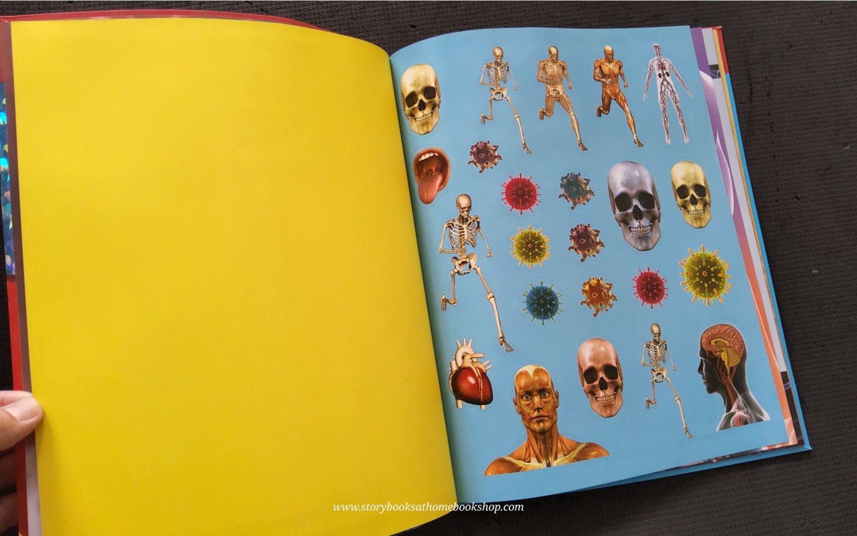 KNOWLEDGE BOOK ** 🍅🍓PRIMARY EXPLORERS: HUMAN BODY (STICKERS&GIANT POSTER)