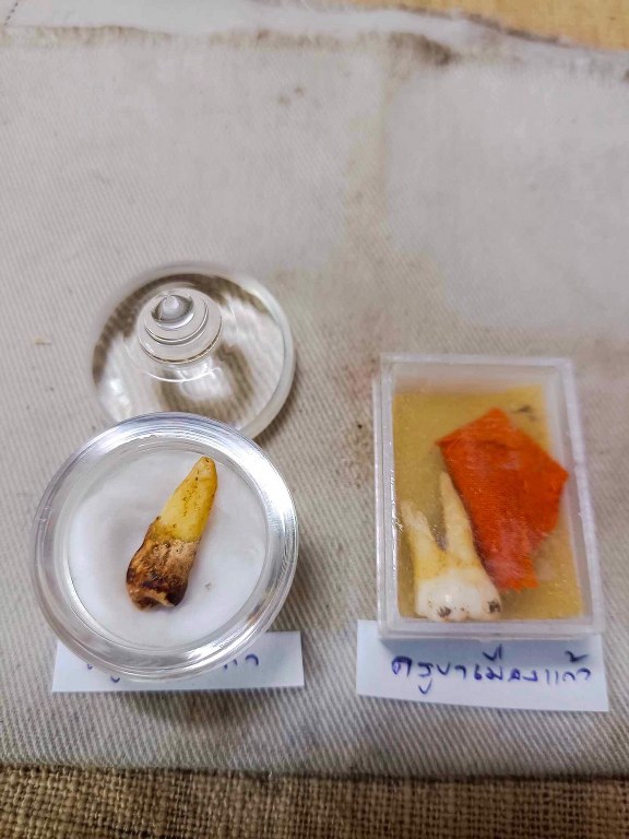 พระทันตธาตุ ครูบากันทา วัดวังจำปา อ.จอมทอง จ.เชียงใหม่ ได้มาจากลุงประสิทธิ์ อดีตนายอำเภอ เวียงหนองล่อง อายุ 74 ปี (บันทึกปี 2566) เล่าว่าได้มา จากพ่ออุดม อายุ 80 ปี ปัจจุบันเสียชีวิตแล้ว โดยได้มาจากอดีตรองเจ้าอาวาสวัดวังจำปา ในขณะนั้นประมาณปี 2537