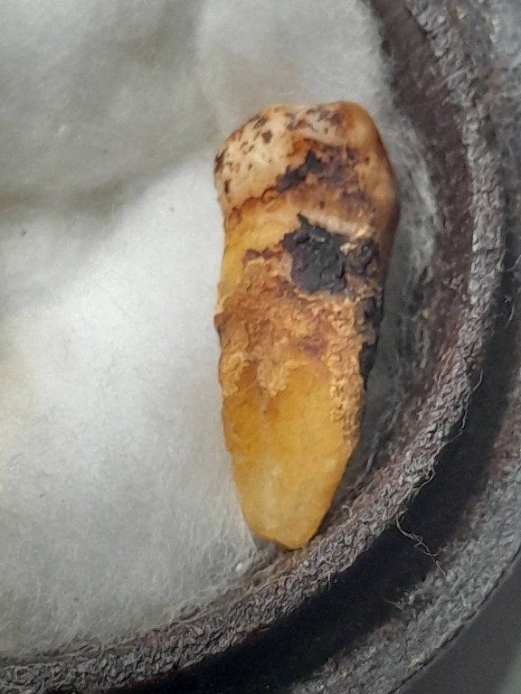 พระทันตธาตุครูบาอิ่นแก้ว วัดป่าถ่อน อ.แม่สรวย จ.เชียงราย ได้มาจากคุณลุงสมหมาย อดีตตำรวจ อ.แม่สรวย คุณลุงสมหมายเป็นญาติหรือหลานครูบาอิ่นแก้ว คุณลุงสมหมายอายุ 62 ปี ยังมีชีวิตอยู่ ได้รับพระทันตธาตุครูบาอิ่นแก้วนี้เมื่อ พ.ศ. 2547 ตอนที่ท่านอายุ 42 ปี