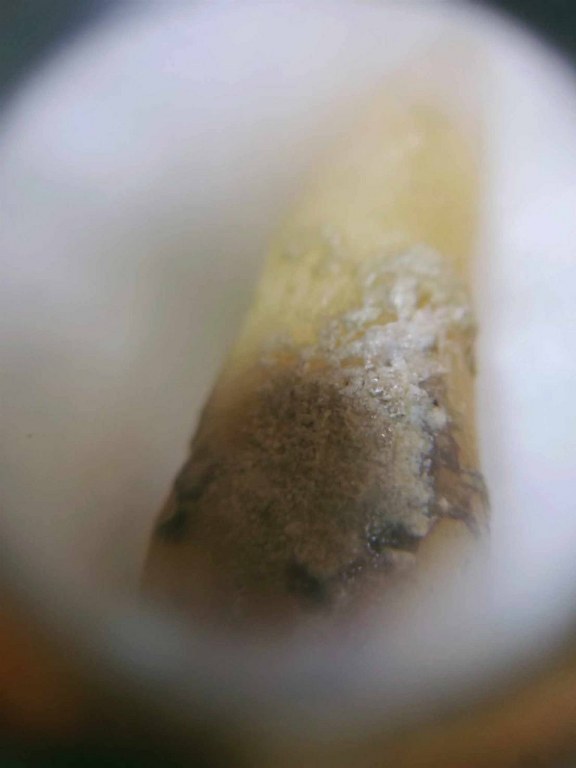 พระทันตธาตุ ผ้ายันต์ หลวงปู่ทองบัว ตันติกโร วัดโรงธรรมสามัคคี อ.สันกำแพง จ.เชียงใหม่ ได้มาจากคุณจรินทร์ อดีตเป็นผู้ช้วยผู้ใหญ่บ้านใน อ.สันกำแพง ปัจจุบันอายุ 68 ปี (บันทึก พ.ศ.2566) ท่านเป็นลูกศิษย์หลวงปู่ทองบัว ได้พระทันตธาตุองค์นี้มาเมื่อปี 2550