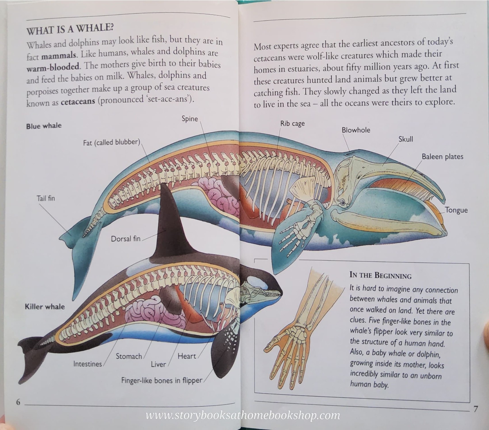 KNOWLEDGE BOOK** ♥️♥️WHALES AND DOPHINS (WITH FOLDOUT BLUE WHALE)