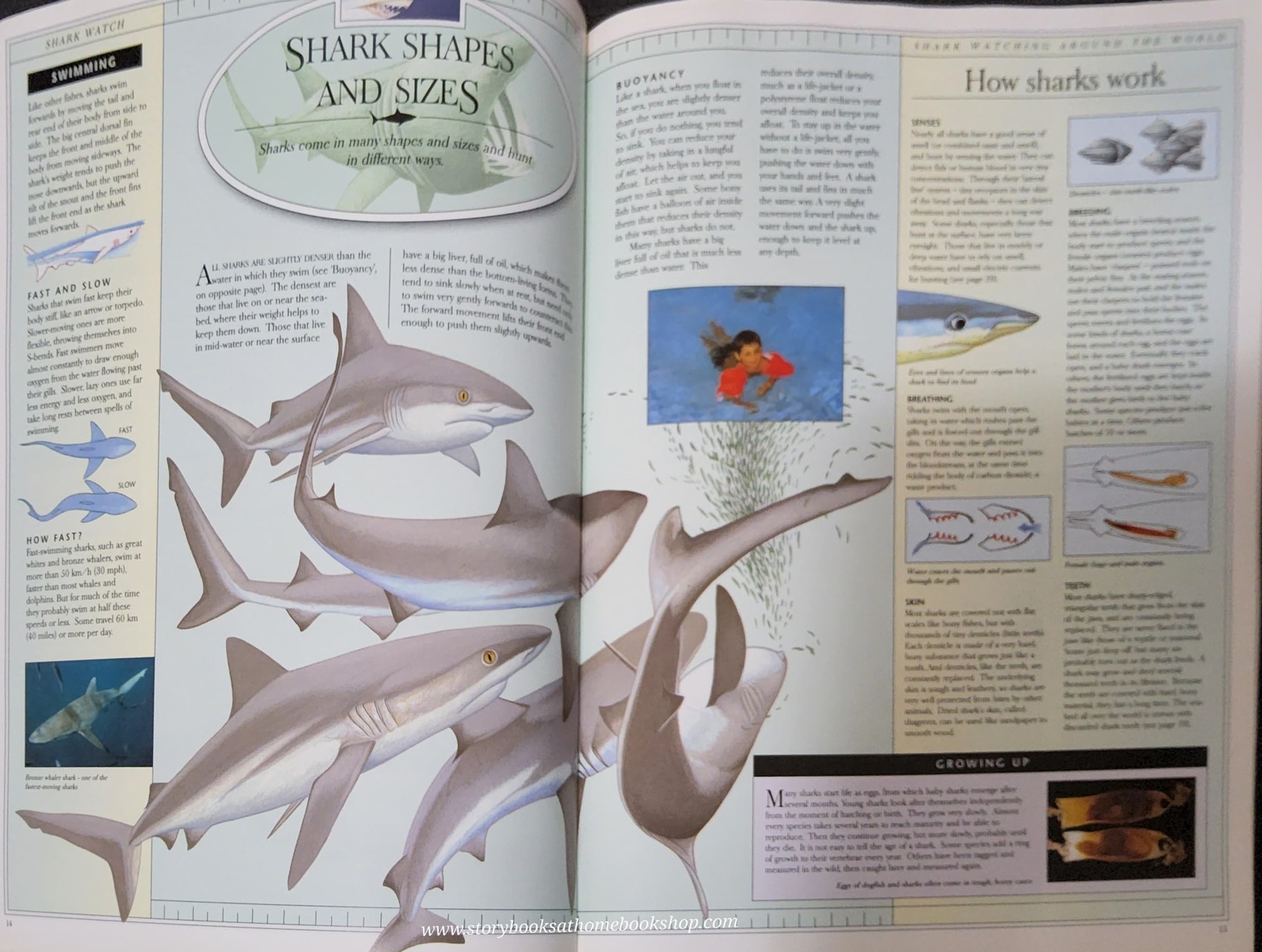 KNOWLEDGE BOOK** ð
ðANIMAL WATCH A VISUAL INTRODUCTION TO SHARKS SKATES AND RAYS
