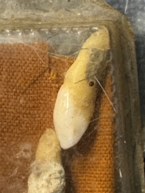 พระทันตธาตุหลวงปูู่่แสวง วัดศิลาวารี อ.เถิน จ.ลำปาง ได้มาจากคุณลุงประเสริฐ อายุ 82 ปี คุณลุงประเสริฐ ได้มาจากลุงสมหมาย อายุ 74 ปี อาชีพขับรถรับส่งคนจากอำเภอเถิน - เข้าเมืองลำปาง และได้รับพระทันตธาตุนี้มาเมื่อปี 2548