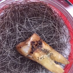 พระทันตธาตุ และพระเกศาธาตุ ครูบาอิน อินโท วัดทุ่งปุย จ.เชียงใหม ท่านรับอาราธนาให้จำพรรษาที่วัดฟ้าหลั่ง ซึ่งอดีตเป็นวัดร้าง ท่านได้ค่อย ๆ สร้างพัฒนาวัดฟ้าหลั่งโดยไม่บอกบุญใคร ให้ทุกข์เดือดร้อน จนถูกเรียกขานอีกนามหนึ่งว่า "ครูบาฟ้าหลั่ง"