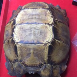 กระดองเต่า มีรอยจาร ครูบาชัยยะวงศา วัดพระพุทธบาทห้วยต้ม จ,ลำพูน ได้มาจากหนานป๋อง อายุ 64 ปี เคยบวชรับใช้ครูบาวงศ์ สึกเมื่อปี 2553 สึกออกมาเป็นฆาราวาส อาศัยอยู่ที่บ้านป่าไผ่ อ.ลี้ ได้รับของหลายชิ้นมาจากครูบาวงศ์ หลวงปู่เสกให้ในกุฏิ มอบให้หนานป๋อง