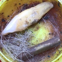 พระทันตธาตุ ครูบาตั๋น วัดย่าพาย ได้มาจากกำนันคำ อดีตกำนันบ้านปากกอง อ.สารภี จ.เชียงใหม่ ปัจจุบันอายุ 86 ปี (บันทึก พ.ศ.2566) กำนันคำได้พระทันตธาตุครูบาตั๋นนี้เมื่อ พ.ศ.2556 ได้มาจากลูกศิษย์ครูบาตั๋น ชื่อผู้ใหญ่เจริญ ปัจจุบัน อายุ 70 กว่าปี