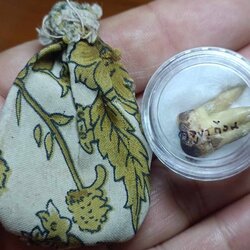 พระทันตธาตุครูบาก้อน วัดแม่พริกบน อ.แม่พริก จ.ลำปาง ได้มาจากหนานกุ้ง ลูกพ่อหนานหล้า พ่อหนานหล้าเคยบวชที่วัดแม่พริก ตั้งแต่ปี 2510- 2532 เมื่อสึกออกมาก็ทำสวน ค้าข้าวสารใน ต.แม่พริก อายุ 78 ปี ส่วนหนานกุ้งผู้เป็นลูกชายอายุ 37 ปี ได้มาเมื่อราว ๆ ปี 2530