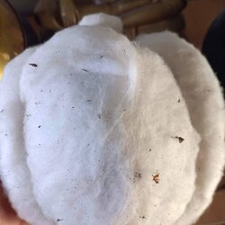 เต่าสำลี ขนาดบูชา หลวงปู่ครูบาชัยยะวงศา เต่าสำลีขนาดบูชานี้ ผมได้มา ๒ องค์ พร้อมกับบาตรน้ำมนต์ ๒ ใบ และประคำลูกหวายกับยันต์กันผี เป็นของลุงนะสึ อายุ ๖๕ ปี ท่านเป็นฆาราวาส ไม่ได้บวชแต่รับใช้หลวงปู่ครูบาชัยยะวงศาระหว่างปี ๒๕๓๐ - ๒๕๔๐ ตอนลุงนะสึนำออกมาให้ดู 