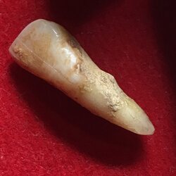 พระทันตธาตุ หลวงพ่อทวีป วัดจันทาราม จ.กำแพงเพชร ได้มาจากคุณวินัย อดีตนายอำเภอ หลายพื้นที่ คุณวินัย ได้รับพระทันตธาตุมาจากเพื่อนของท่านชื่อคุณ ประวิทย์ เคยรับราชการ จ.เแพร่ คุณประวิทย์เป็นศิษย์หลวงพ่อทวีป และมอบแบ่งปันพระทันตธาตุให้คุณวินัยบูชา