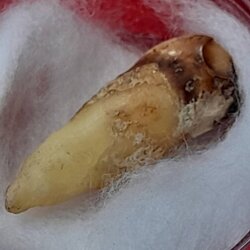 พระทันตธาตุครูบาคำแสง วัดพระธาตุสันขวาง อ.เมือง จ.เชียงราย ได้มาจากลุงหนานธงชัย อายุ 78 ปี พ่อหนานธงชัยเป็นกรรมการวัดเหมืองแดง อ.แม่สาย จ.เชียงราย และทำงานเป็นหมอยารักษาคนแบบวิชาโบราณล้านนา