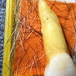 พระทันตธาตุ ครูบาฝ้าย วัดพระธาตุดอยตุง อ.แม่สาย จ.เชียงราย ได้มาจากดาบจรูญ อาศัยอยู่ที่ อ.แม่สาย จ.เชียงราย อายุ 68 ปี ปัจจุบันยังมีชีวิตอยู่ ดาบจรูญเป็นศิษย์ครูบาฝ้ายตั้งแต่ปี 2545 ดาบจรูญท่านได้พระทันตธาตุนี้มาเมื่อปี 2554