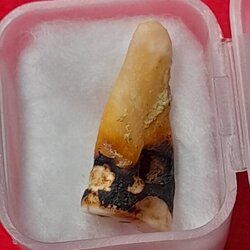 พระทันตธาตุและพระอัฐิธาตุครูบานะ สำนักสงฆ์ดอยอีฮุ้ย ต.ปงแม่ลอบ อ.แม่ทา จ.ลำพูน ได้มาจากผู้ช่วยผู้ใหญ่บ้าน บ้านทาแม่ลอบ อ.แม่ทา จ.ลำพูน ชื่อเดช อายุ 52 ปี ผู้ช่วยเดชเป็นศิษย์ยุคแรกเมื่อปี 2554 ดูแลครูบานะ ช่วยสร้างวัดดอยอีฮุ้ย ผู้ช่วยเดช ไม่ได้ให้ข้อมูลว่า