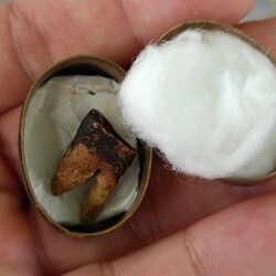 พระทันตธาตุครูบาชื่น วัดพระสิงห์ อ.เมือง จ.เชียงราย ได้มาจากพ่อหนานดิเรก อายุ 72 ปี (บันทึก พ.ศ.2567) ยังมีชีวิตอยู่ ปัจจุบันเปิดร้านขายวัสดุก่อสร้างใน จ.เชียงราย พ่อหนานดิเรกเคยบวชอยู่วัดพระสิงห์ตั้งแต่ปี 2535-2550 ได้พระทันตธาตุนี้มาเมื่อปี 2564