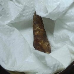 พระทันตธาตุ พร้อมรูปถ่ายครูบาเผือก วัดบ้านชั่งแปลง8 ดอยเต่า จ.เชียงใหม่ ได้จากคุณแม่เล็ก อายุ 63 ปี อาชีพขายปลาสดในตลาด อ.ดอยเต่า คุณแม่ได้สืบมาจากพ่อมูล หรือปู่มูล ท่านเป็นคน อ.ดอยเต่า เป็นศิษย์และหลานครูบาเผือก ท่านได้พระทันตธาตุนี้มาเมื่อปี 2515