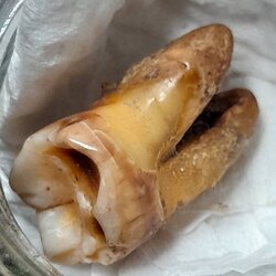 พระทันตธาตุ ครูบาน้อย วัดต๋อมใต้ จ.พะเยา ได้มาจากลุงมา อายุ 74 ปี (บันทึก พ.ศ.2567) เมื่อก่อนลุงมามีอาชีพขับรถตู้ในจังหวัดพะเยา ปัจจุบันให้ลูกชายขับแทน ลุงมาเคยเป็นศิษย์รับใช้ ขับรถส่งครูบาน้อยไปโรงพยาบาล หรือทำกิจของสงฆ์ หรือธุระอื่น ๆ