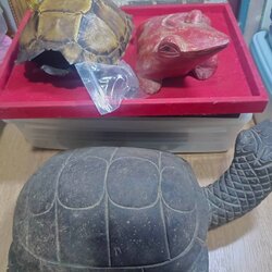 เต่าไม้ขนาดบูชา มีรอยจาร ครูบาชัยยะวงศา ได้มาจากหนานป๋อง อายุ 64 ปี เคยบวชรับใช้ครูบาวงศ์ บวชเมื่อปี 2522 สึกเมื่อปี 2553 สึกออกมาเป็นฆาราวาส อาศัยอยู่ที่บ้านป่าไผ่ อ.ลี้ ได้รับของหลายชิ้นมาจากครูบาวงศ์ หลวงปู่เสกให้ในกุฏิ มอบให้หนานป๋อง