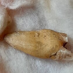 พระทันตธาตุครูบาอุ่นคำ วัดผาสุการาม จ.เชียงราย เจ้าของเดิมชื่อลุงสงวน เคยเป็นคนขับรถและเป็นศิษย์ใกล้ชิดหลวงพ่อตี๋ วัดพรหมวิหาร เคยรับใช้และสะสมวัตถุมงคลของครูบาอุ่นคำ ลุงสงวนอยู่บ้านป่าเหมือด อ.แม่สาย เสียชีวิตเมื่อวันที่ 9 มีนาคม 2558 อายุ 78 ปี