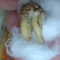 พระทันตธาตุครูบาคำแสน วัดป่าดอนมูล จ.เชียงใหม่ ได้มาจากกำนันคำ อดีตกำนันบ้านปากกอง อ.สารภี จ.เชียงใหม่ ปัจจุบันอายุ 86 ปี กำนันคำจะมีคนคอยหาวัตถุมงคลให้ ชื่อว่าลุงสมควร ปัจจุบันเสียชีวิตแล้ว ถ้ามีชีวิตอยู่ถึงปัจจุบันน่าจะมีอายุประมาณ 70 ปี