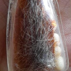 พระเกศา จีวร พระธาตุข้าวบิณฑ์ หลวงปู่ ครูบาชัยยะวงศา วัดพระพุทธบาทห้วยต้ม พระเกศาจำนวนมาก