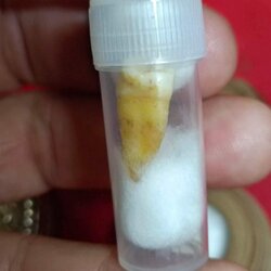 พระทันตธาตุครูบาทอง สิริมังคโล วัดพระธาตุศรีจอมทอง จ.เชียงใหม่ ได้มาจากช่างแอร์ หรือชื่อแอร์ อายุ 53 ปี เป็นลูกศิษย์ครุบาทอง คอยดูและเรื่อง รถเดินทางให้หลวงปู่