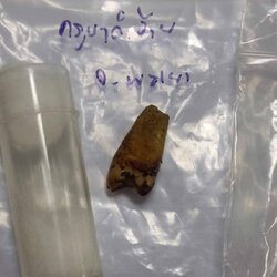 พระทันตธาตุครูบาคำอ้าย วัดบุญเรือน จ.พะเยา ได้จากคุณลุงเด่น อดีต ตชด.ชร. อายุ 72 ปี ยังมีชีวิตอยู่ (บันทึก พ.ศ.2567) ลุงเด่นเล่าว่าในปี 2530-2540 ลุงเด่นได้มีภรรยาอยู่ในจังหวัดพะเยา ศรัทธาพระเกจิครูบาอาจารย์ทางเหนือ จึงได้เข้าไปกราบครูบาอ้าย ฝากตัวเป็นศิษ