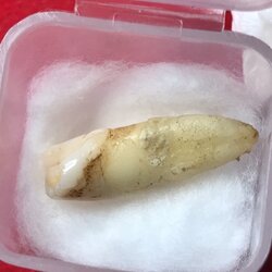 พระทันตธาตุครูบาอินทร์คำ วัดไชยสถาน อ.สารภี จ.เชียงใหม่ ได้มาจากพ่อหลวงชา ปัจจุบันอายุ 68 ปี (บันทึก พ.ศ.2566) อดีตผู้ใหญ่บ้าน ใน อ.แม่แตง จ.เชียงใหม่ พ่อหลวงชาเล่าว่าได้มาจากพ่อหนานทา อายุ 74 ปี เมื่อปี 2553