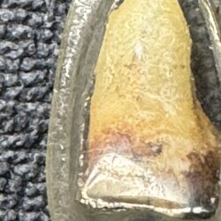 พระทันตธาตุ หลวงพ่อภา วัดเสด็จ จ.กำแพงเพชร. ผมได้พระทันตธาตุครูบาต่าง ๆ มาจากคุณปู่เสน่ห์ อายุ 83 ปี อดีตรับราชการครู เป็นครู และเป็น ผ.อ. ในโรงเรียนหลายจังหวัดในภาคเหนือตอนล่าง และตอนบน ปลดเกษียณมาแล้ว 23 ปี (บันทึก พ.ศ. 2567)