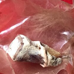 ทันตธาตุหลวงปู่ครูบาสุรินทร์ พระเกศาธาตุ สีผึ้ง และน้ำมันมนต์ หลวงปู่ครูบาสุรินทร์ วัดศรีเตี้ย อ.บ้านโฮ่ง จ,ลำพูน