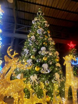 ให้เช่าต้นคริสต์มาสปลอม ขนาด6เมตร/20ฟุต พร้อมตกแต่งครบมาตราฐาน