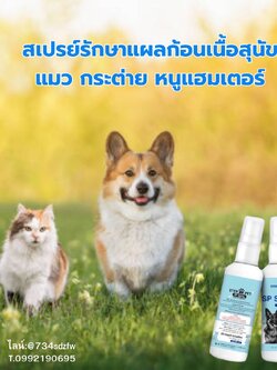 ชุดสุดคุ้ม 3 ขวด SP Spray เอสพี สเปรย์ สเปรย์สำหรับแผลก้อนเนื้อ สุนัข แมว กระต่าย หนูแฮมเตอร์ แผลก้อนมะเร็ง แผลสด แผลเรื้อรัง ป้องกันแผลติดเชื้อ สมานแผลแห้งไว ลดกลิ่นอับ