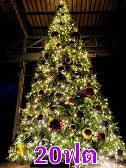 ให้เช่าต้นคริสต์มาสปลอม 20ฟุต