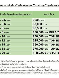 ตารางราคาการเช่าต้นคริสต์มาสปลอมในแต่ละชนิด