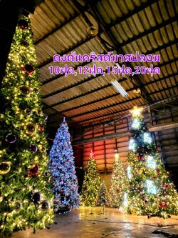 ดงต้นคริสต์มาสสำหรับการจัดงานเลี้ยที่มีพื้นที่ขนาดใหญ่