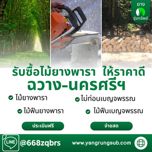 รับซื้อไม้ยางพารา ฉวาง - ราคาดี จ่ายสด จบไวใน 1 วัน