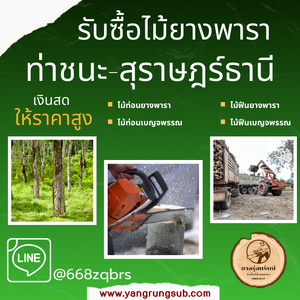 รับซื้อไม้ยางพารา ท่าชนะ สุราษฎร์ธานี - ราคาดี จ่ายสด จบไวใน 1 วัน