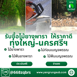 รับซื้อไม้ยางพารา ทุ่งใหญ่ - ราคาดี จ่ายสด จบไวใน 1 วัน