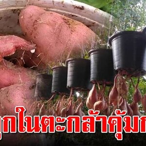 การปลูกมันแกวแดงในตะกร้า ให้เหง้าใหญ่ดก รสหวาน