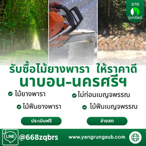 รับซื้อไม้ยางพารา นาบอน - ราคาดี จ่ายสด จบไวใน 1 วัน