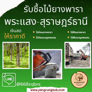 รับซื้อไม้ยางพารา พระแสง สุราษฎร์ธานี - ราคาดี จ่ายสด จบไวใน 1 วัน