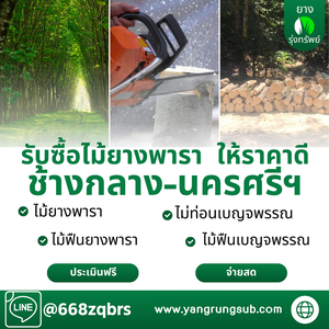 รับซื้อไม้ยางพารา ช้างกลาง นครศรีธรรมราช - ราคาดี จ่ายสด จบไวใน 1 วัน
