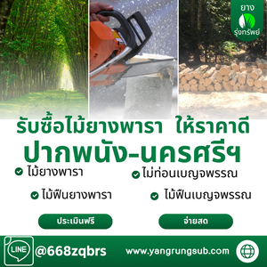 รับซื้อไม้ยางพารา ปากพนัง นครศรีธรรมราช - ราคาดี จ่ายสด จบไวใน 1 วัน