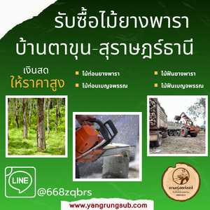 รับซื้อไม้ยางพารา บ้านตาขุน สุราษฎร์ธานี - ราคาดี จ่ายสด จบไวใน 1 วัน