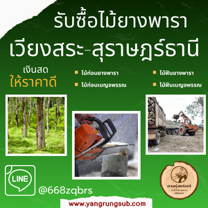 รับซื้อไม้ยางพารา เวียงสระ สุราษฎร์ธานี - ราคาดี จ่ายสด จบไวใน 1 วัน