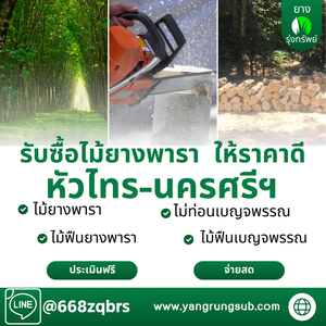 รับซื้อไม้ยางพารา หัวไทร นครศรีธรรมราช - ราคาดี จ่ายสด จบไวใน 1 วัน