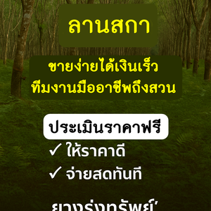 รับซื้อไม้ยางพารา ลานสกา - ราคาดี จบไวใน 1 วัน