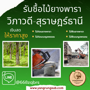 รับซื้อไม้ยางพารา วิภาวดี สุราษฎร์ธานี - ราคาดี จ่ายสด จบไวใน 1 วัน