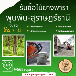รับซื้อไม้ยางพารา พุนพิน สุราษฎร์ธานี - ราคาดี จ่ายสด จบไวใน 1 วัน